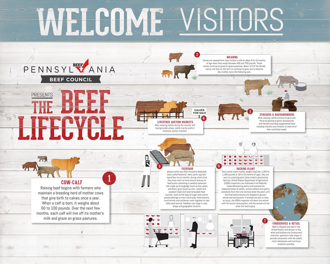 Everything You Need to Know About Cow Beef： From Farm to Table