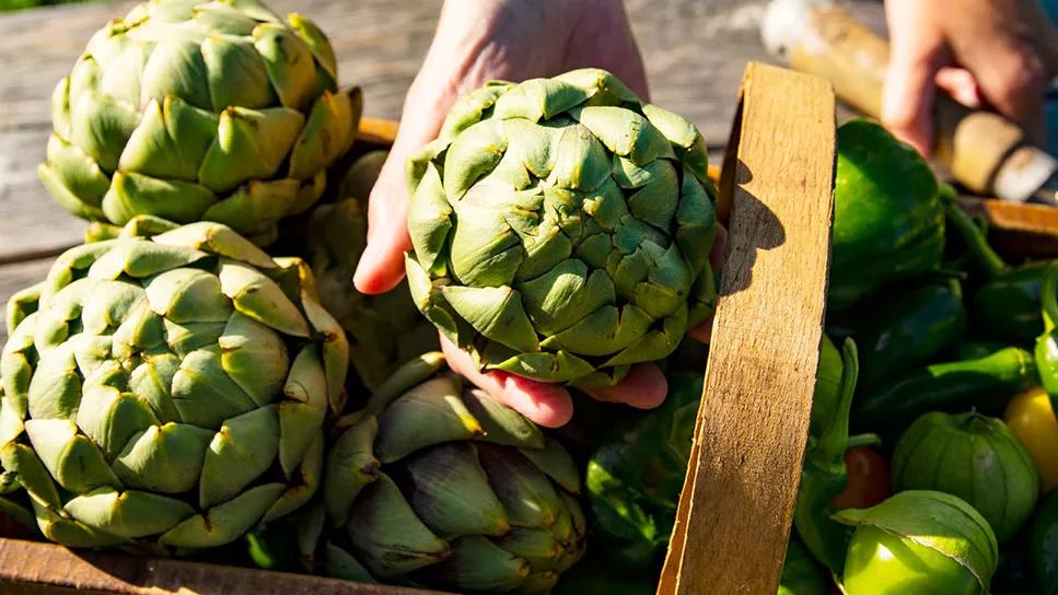 Discover the Benefits of French Artichoke for Your Health