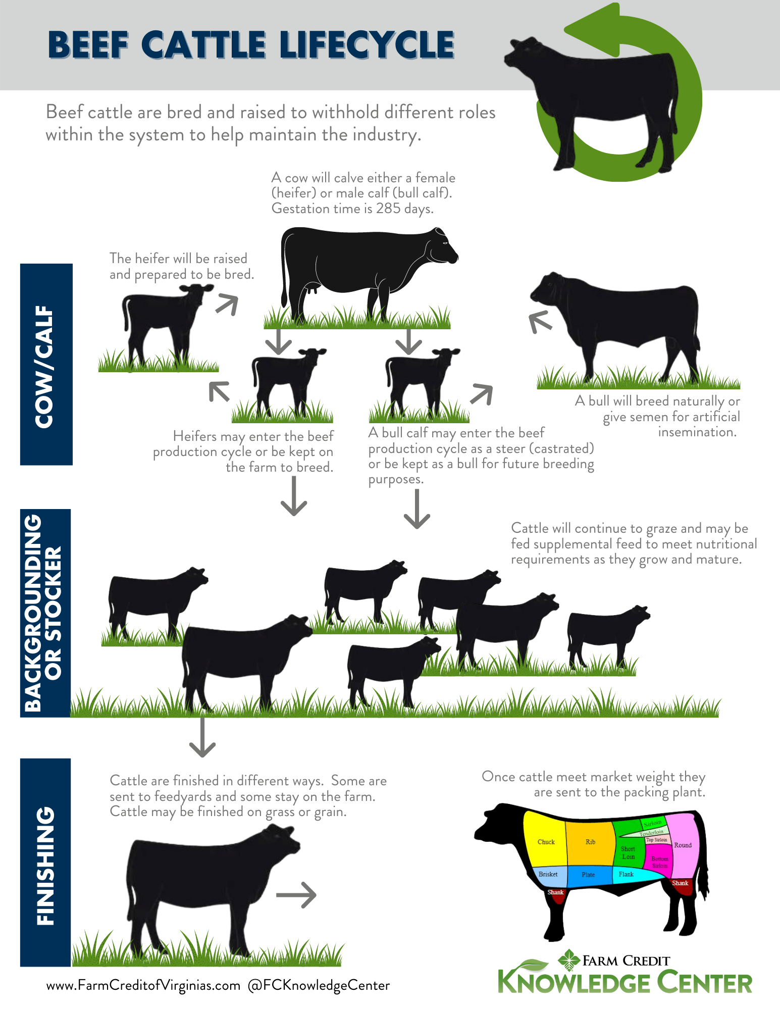 Everything You Need to Know About Cow Beef： From Farm to Table