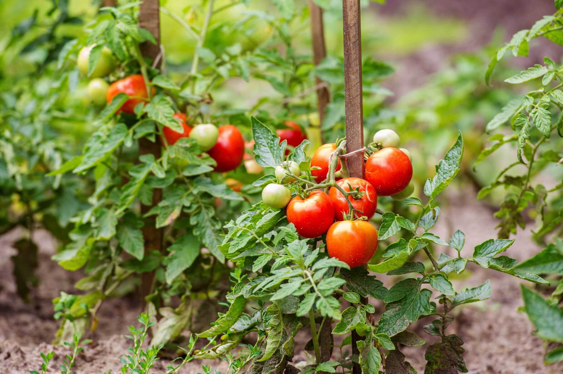 How to Grow and Use Pork Chop Tomatoes in Your Garden and Kitchen