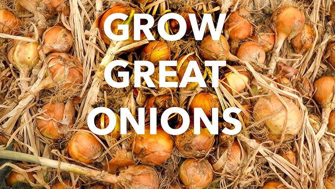 Allday Onions: A Complete Guide to Growing and Using Everlasting Onions