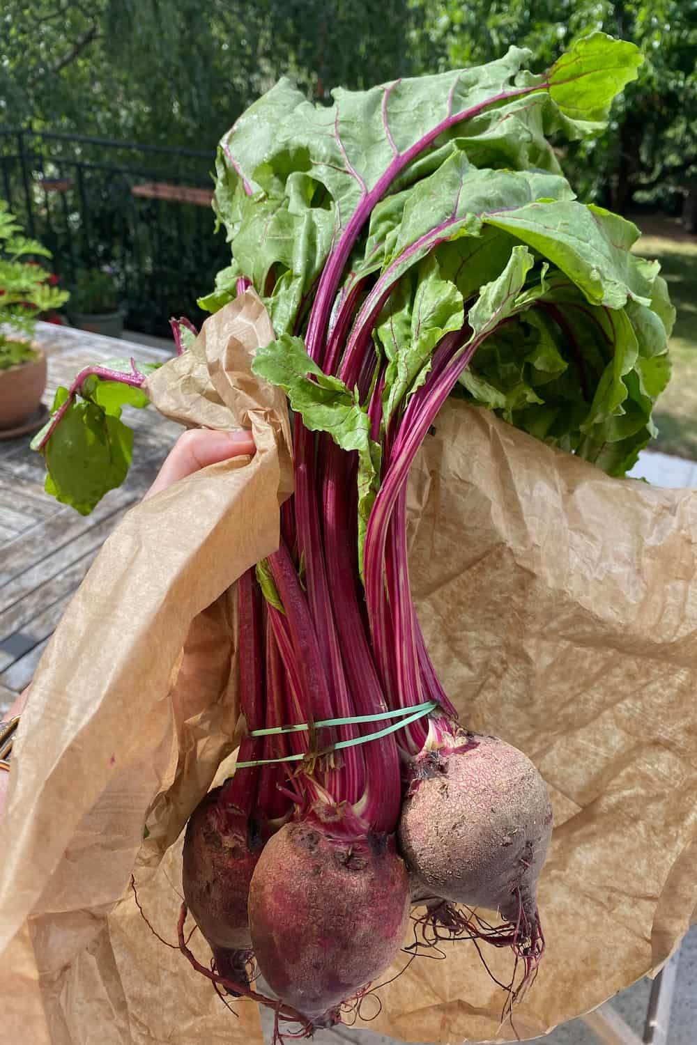 The French Translation of Beets: What You Need to Know