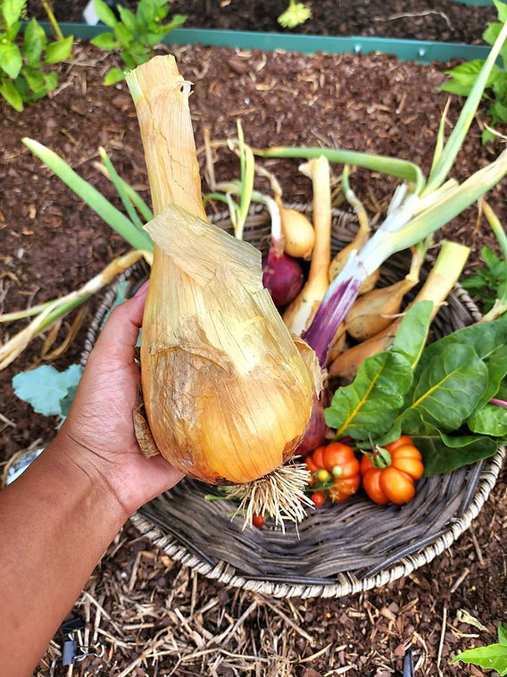 Allday Onions: A Complete Guide to Growing and Using Everlasting Onions